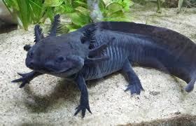 Axolotl (Black)