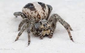 Pale Ladybird Spider