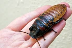 Madagascan Hissing cockroach