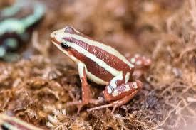 Phantasmal Dart Frog