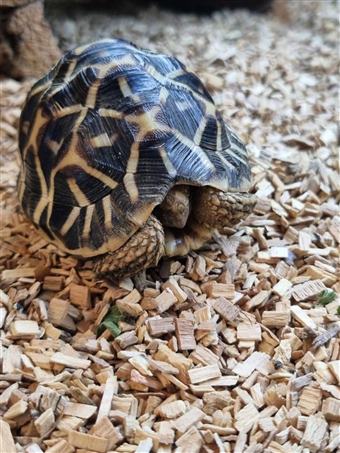 Indian Star Tortoise