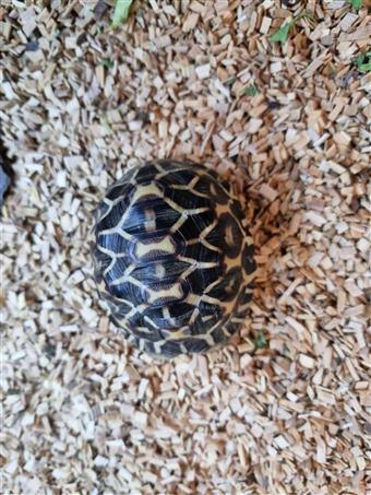 Indian Star Tortoise