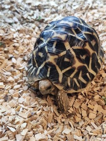 Indian Star Tortoise