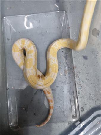 Boa (Albino)