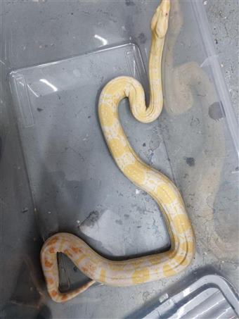 Boa (Albino)