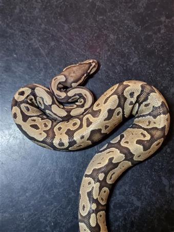 Royal Python (Orange Ghost)