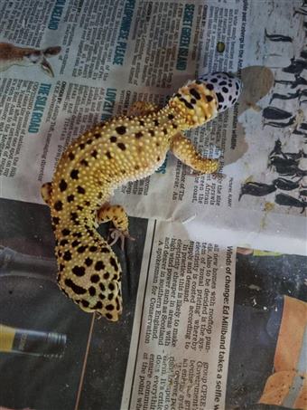 Leopard gecko B-grade 