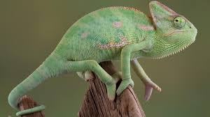 Yemen Chameleon