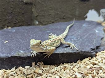 Bearded Dragon