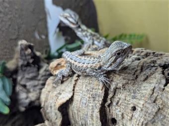 Bearded Dragon