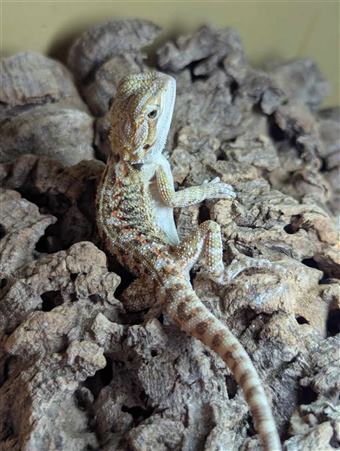 Bearded Dragon