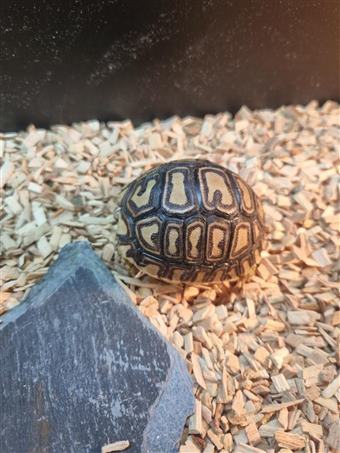 Leopard tortoise