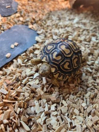 Leopard tortoise