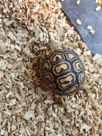 Leopard tortoise