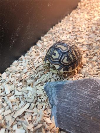 Leopard tortoise