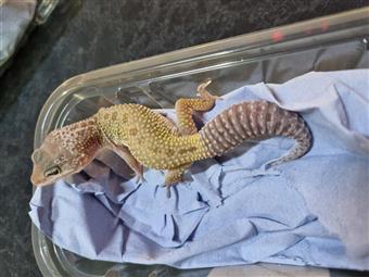 Leopard Gecko (Leucistic)