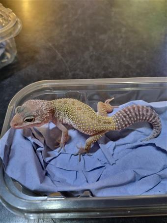 Leopard Gecko (Leucistic)