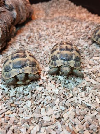 Spur-Thighed Tortoise