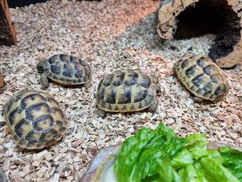 Spur-Thighed Tortoise