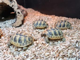 Spur-Thighed Tortoise