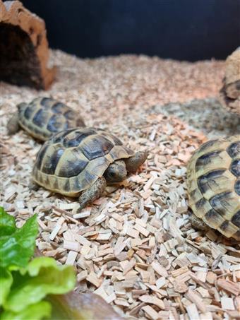 Spur-Thighed Tortoise