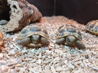 Spur-Thighed Tortoise