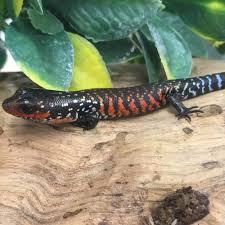 Fire Skink