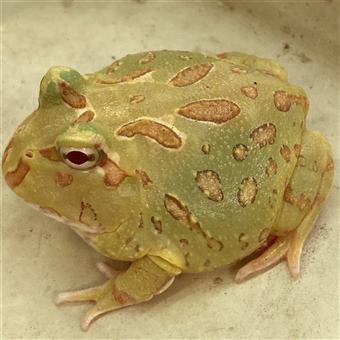 Horned Frog (Lime-green)