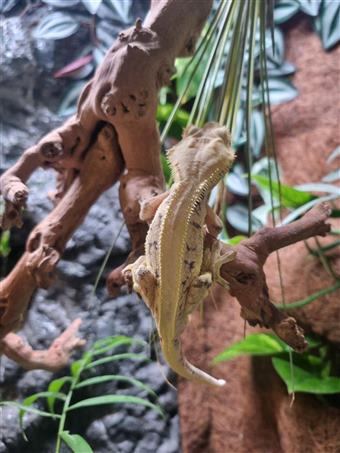 Crested Gecko (lily white)