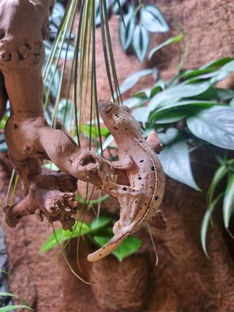 Crested Gecko