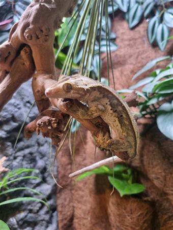 Crested Gecko