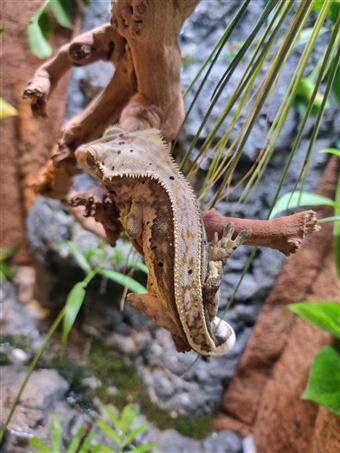 Crested Gecko