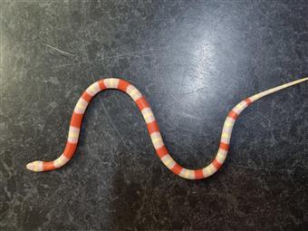 Pueblan x Nelson Milk Snake (Albino )