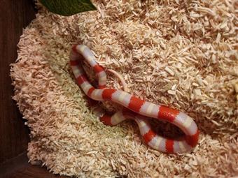 Pueblan x Nelson Milk Snake (Albino )