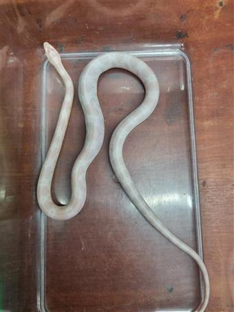 Corn snake (snow)