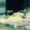 African clawed frog (Albino)
