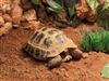 Horsefield Tortoise