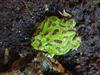 Green Horned Frog