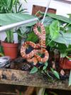 Corn Snake (Carolina)