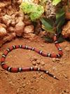 Mexican Tricoloured Milk Snake
