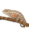 Panther Chameleon (nosy faly)
