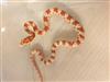 Corn snake (albino)