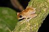 Ghostly tree frog