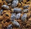 Dairy Cow Isopods