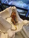 Crested Gecko 