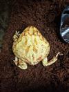 Horned Frog (Albino)