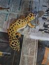 Leopard gecko B-grade 