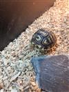 Leopard tortoise