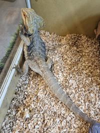 Bearded Dragon