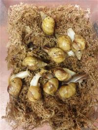 Giant African Land Snail (Albino)